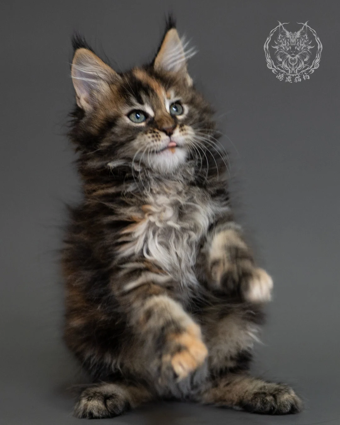 鴻炎貓坊棕虎斑玳帽緬因貓2個月，brown Torbie Maine Coon Kitten 16