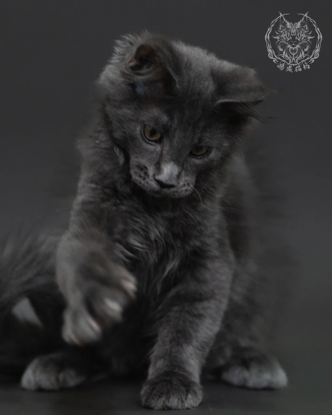 藍煙燻緬因貓 Blue Smoke Maine Coon 3months Cattery Taichung 13