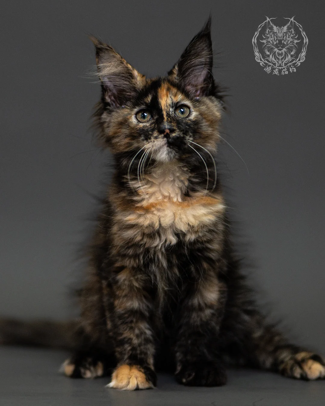 黑玳帽緬因貓 Tortoiseshell Maine Coon 2months Closeup 7