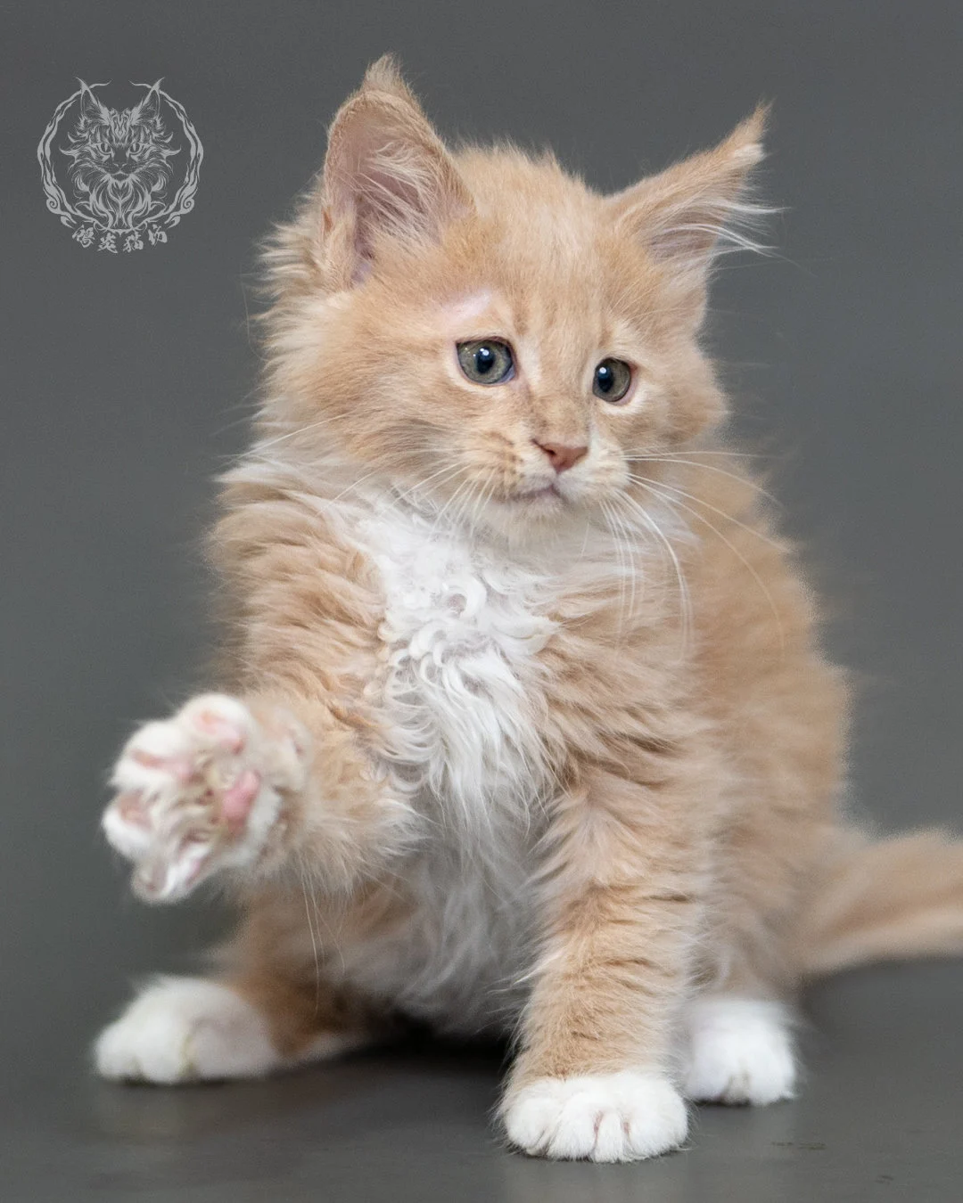 鴻炎貓坊奶油虎斑緬因貓2個月，cream Tabby Maine Coon Kitten 5