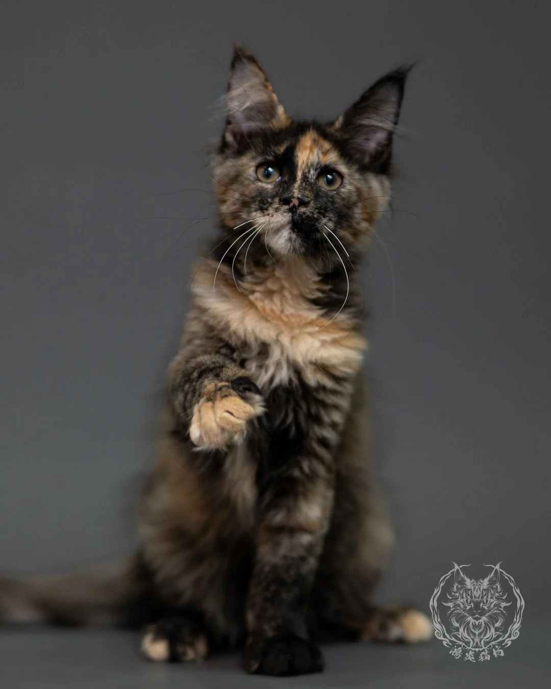 黑玳帽緬因貓 Tortoiseshell Maine Coon 3months Cattery Taichung 17