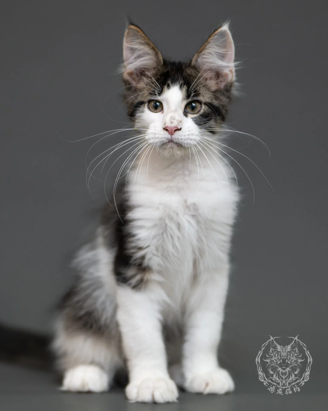 棕虎斑賓士緬因貓 Brown Tabby Maine Coon 3months Cattery Taichung 8