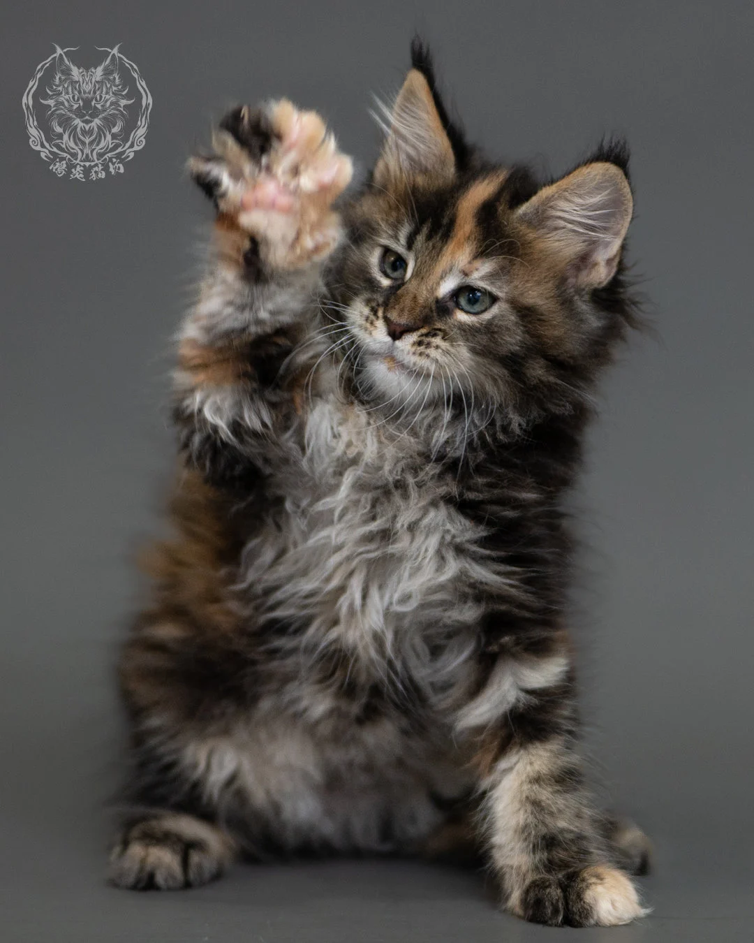 鴻炎貓坊棕虎斑玳帽緬因貓2個月，brown Torbie Maine Coon Kitten 19