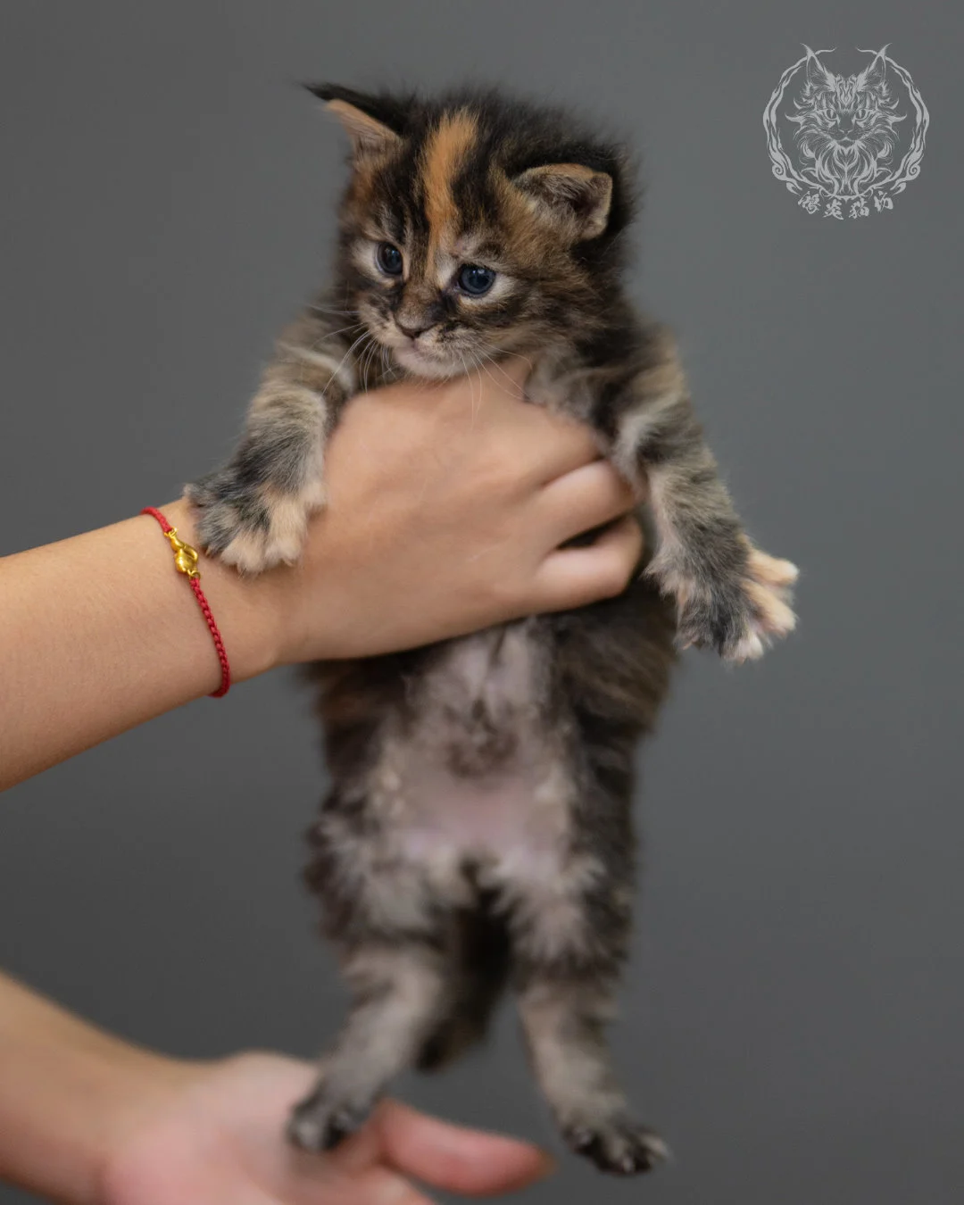 玳帽緬因貓 Black Tortie Maine Coon 4weeks Closeup 2