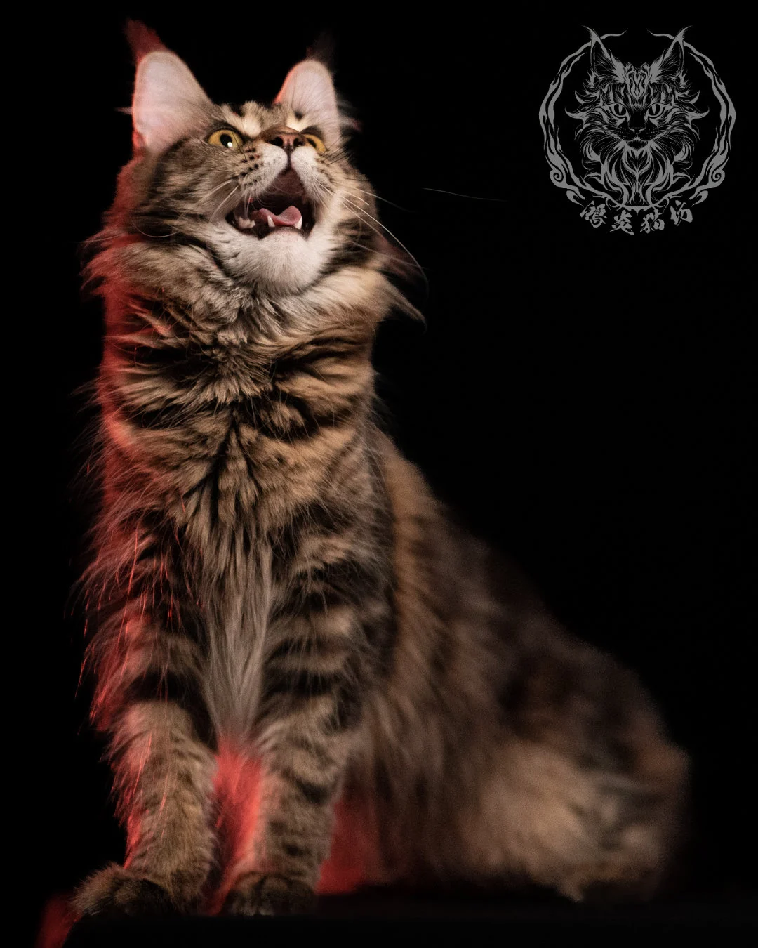 棕虎斑緬因貓 Brown Tabby Maine Coon 13months Closeup 21