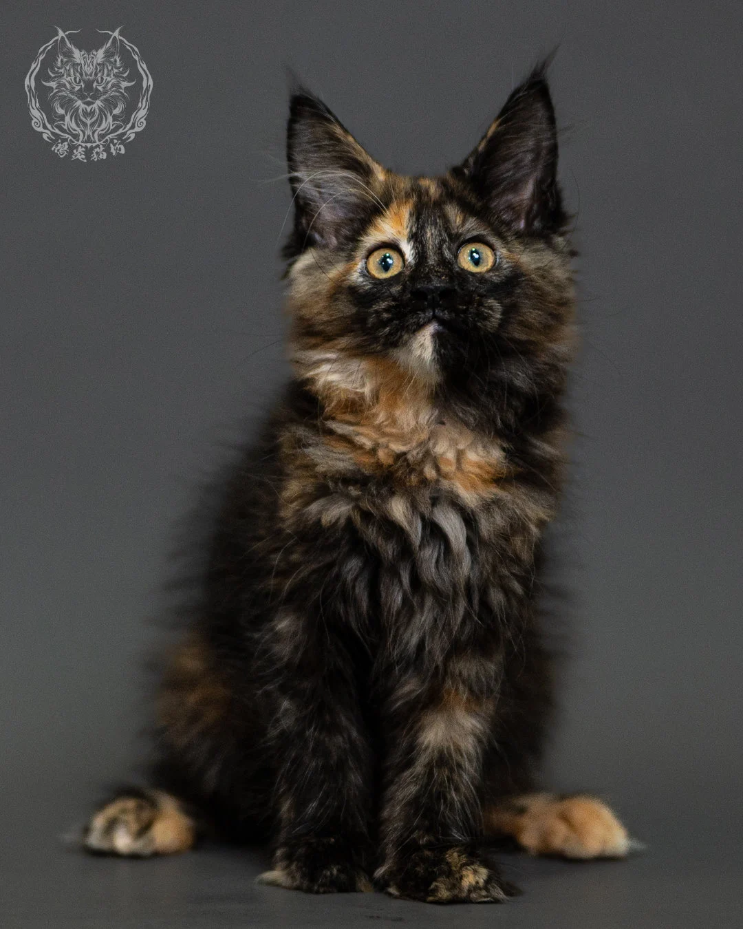 黑玳帽緬因貓 Tortoiseshell Maine Coon 2months Closeup 10