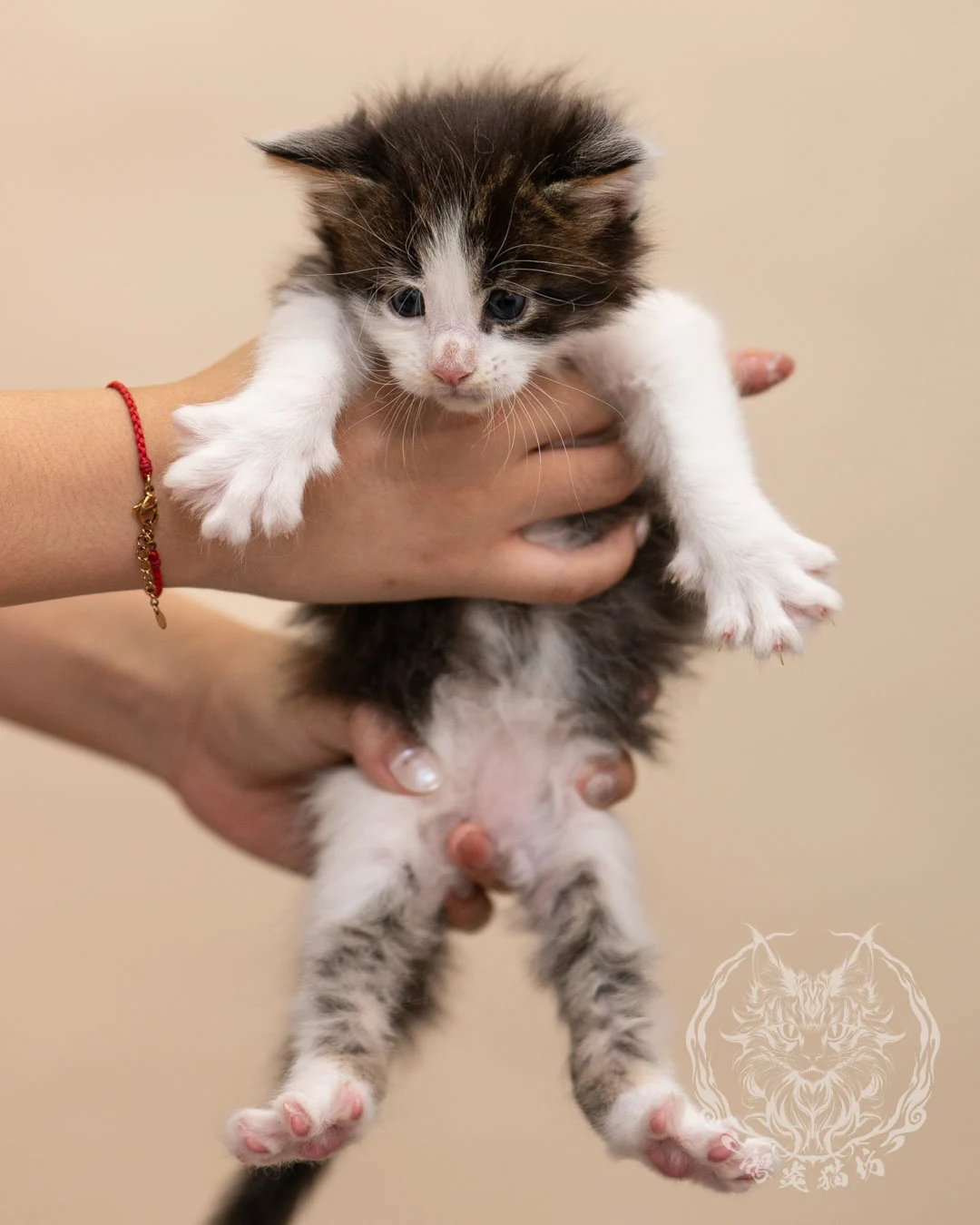 棕虎斑賓士緬因貓 Brown Tabby Bicolor Maine Coon 4weeks Closeup 5