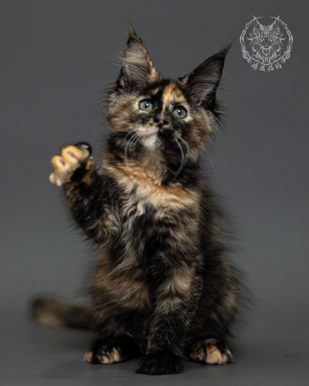 黑玳帽緬因貓 Tortoiseshell Maine Coon 2months Closeup 11