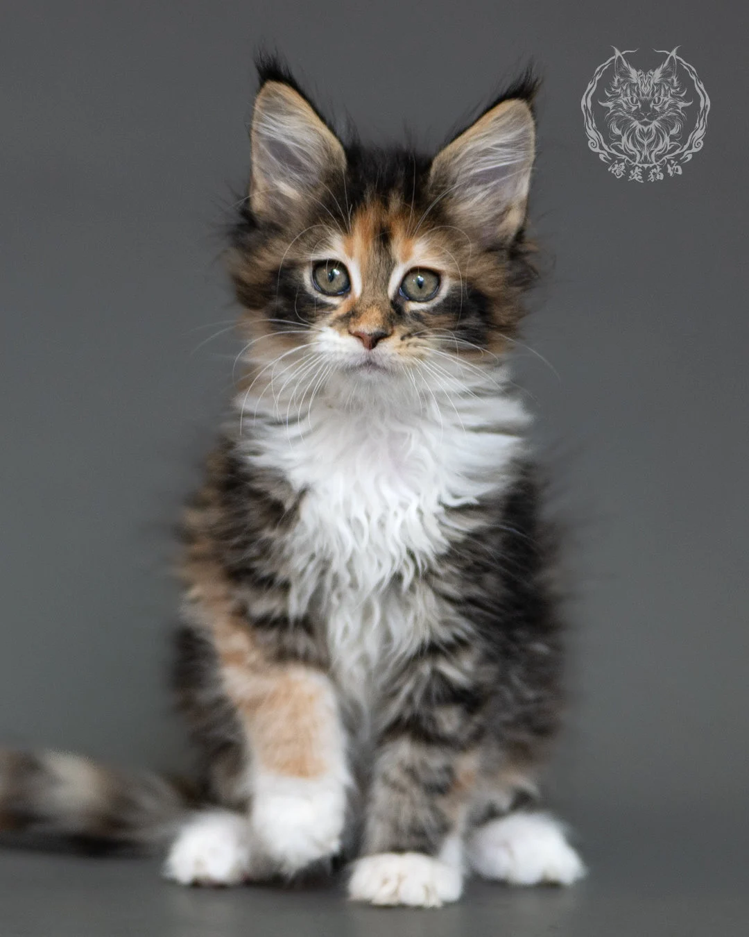 鴻炎貓坊棕虎斑玳帽緬因貓2個月,brown Torbie Maine Coon Kitten 11