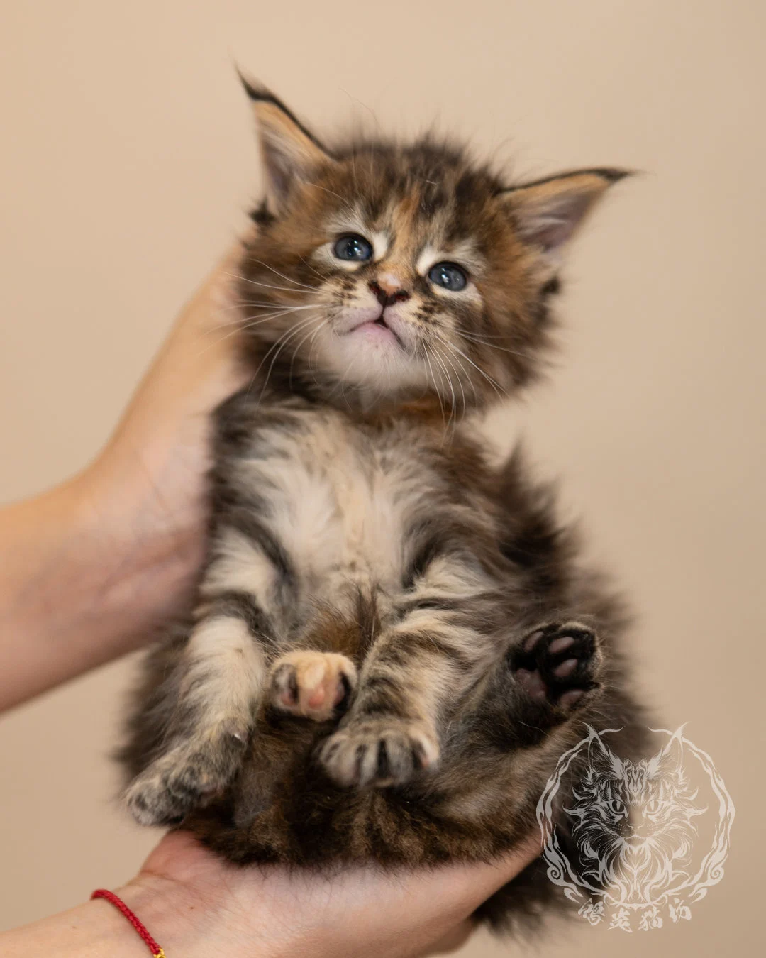 棕虎斑玳帽緬因貓 Brown Tabby Tortie Maine Coon 4weeks Closeup 10