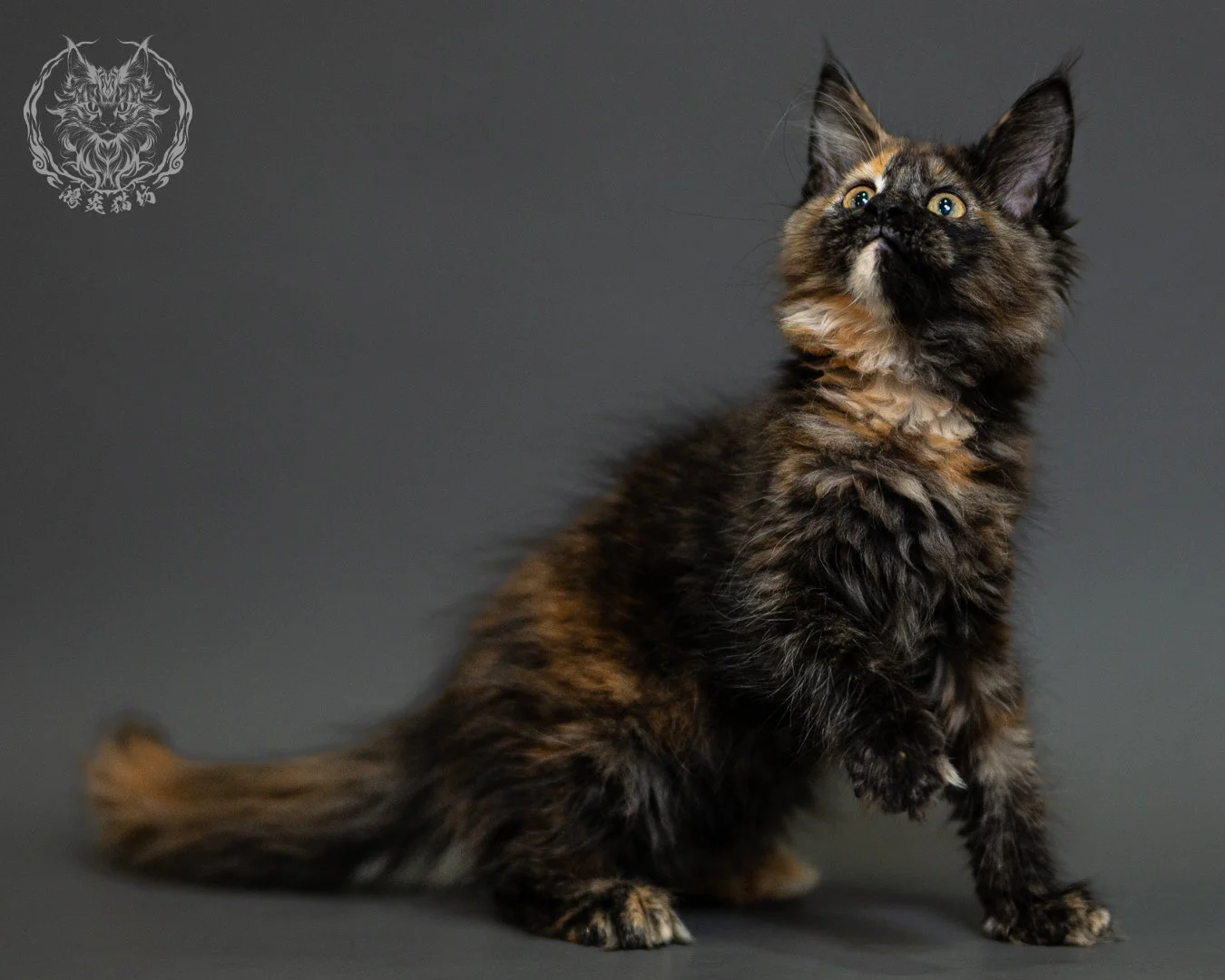 黑玳帽緬因貓 Tortoiseshell Maine Coon 2months Closeup 16