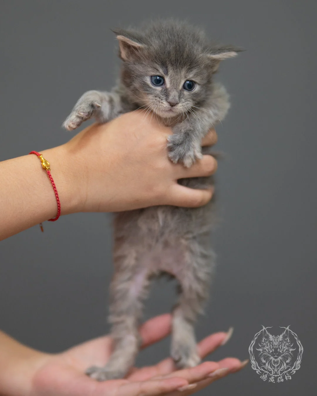 藍乳虎斑緬因貓 Blue Cream Tabby Maine Coon 4weeks Sideview 3
