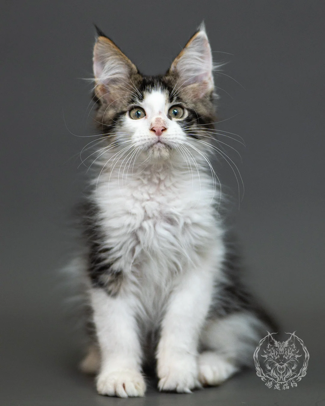棕虎斑賓士緬因貓 Brown Tabby White Maine Coon 2months Closeup 8