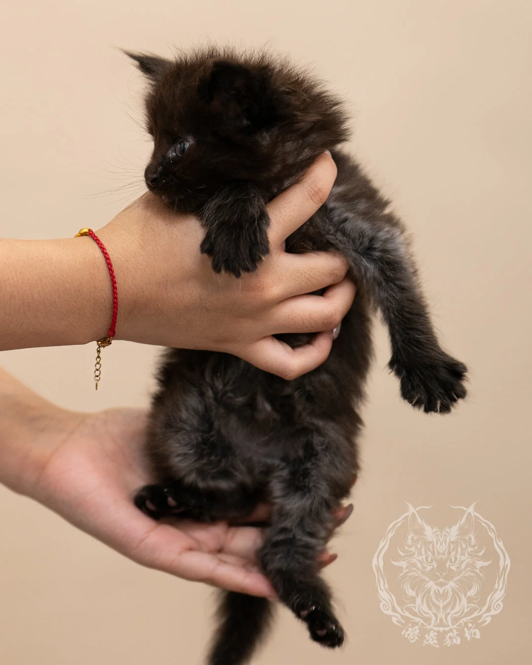 黑煙燻緬因貓 Black Maine Coon 4weeks Closeup 3