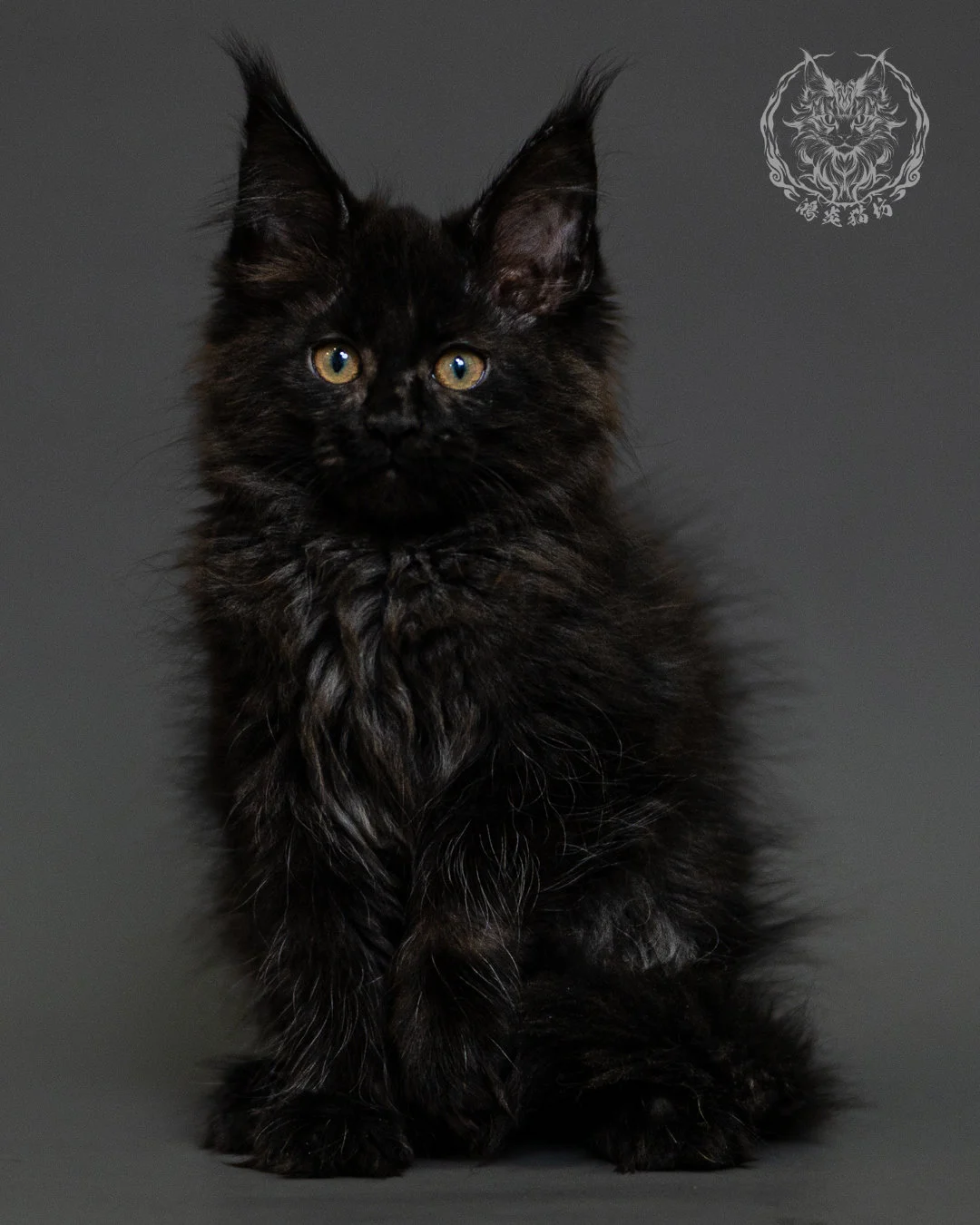 黑煙燻緬因貓 Black Smoke Maine Coon 2months Closeup 19