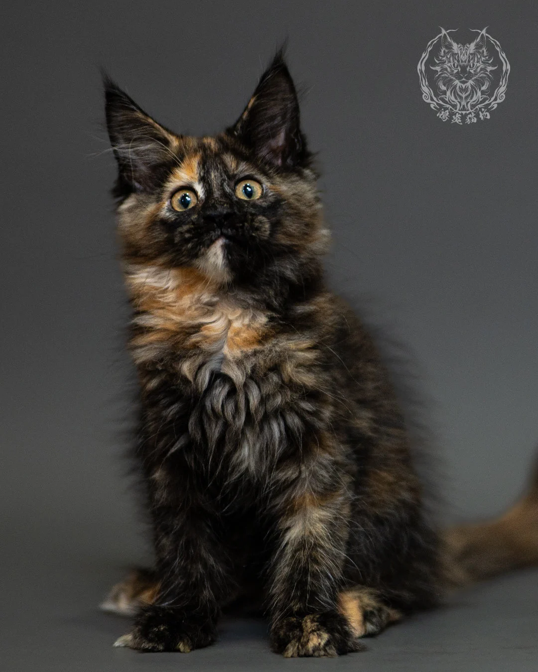 黑玳帽緬因貓 Tortoiseshell Maine Coon 2months Closeup 13