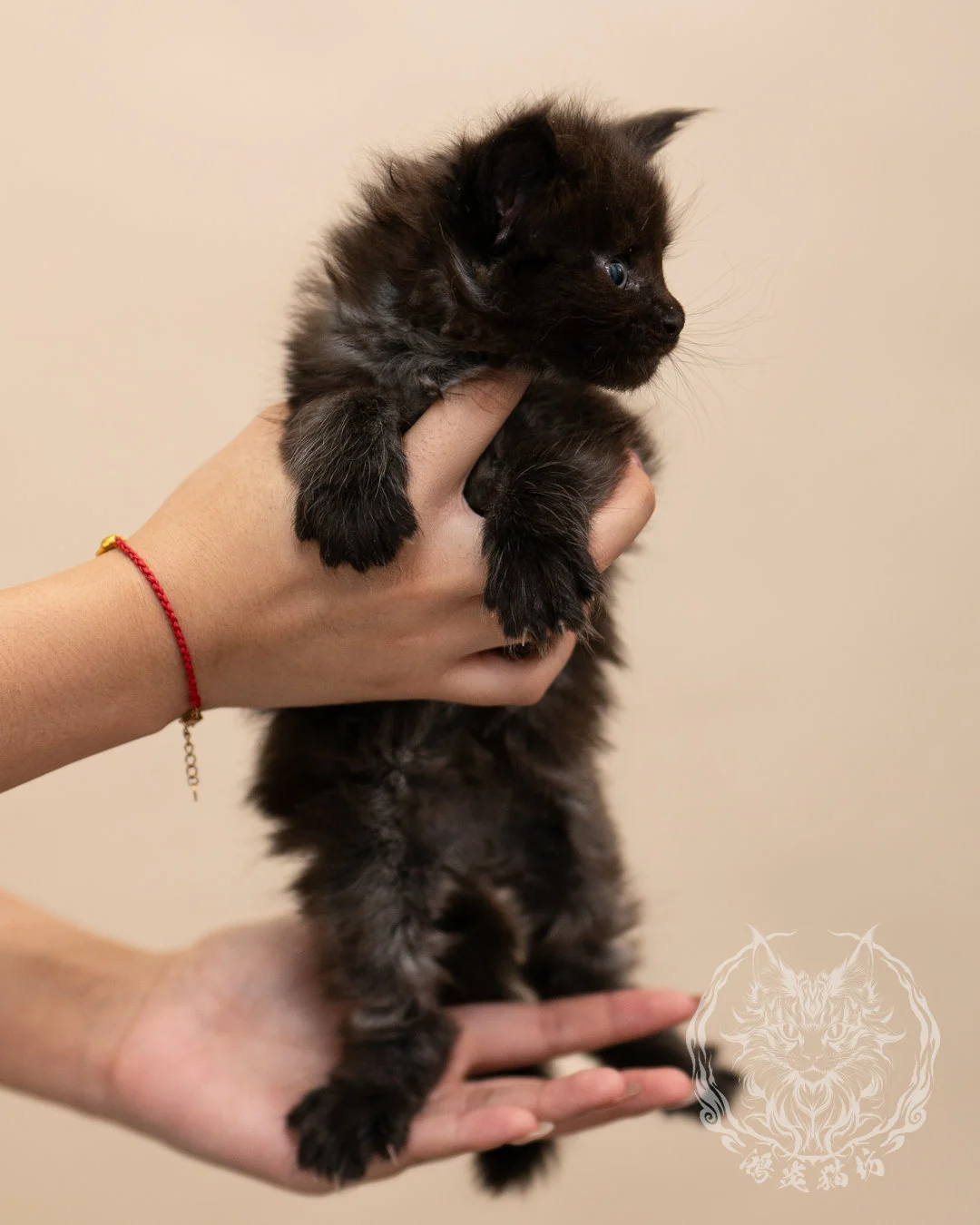 黑煙燻緬因貓 Black Maine Coon 4weeks Closeup 5