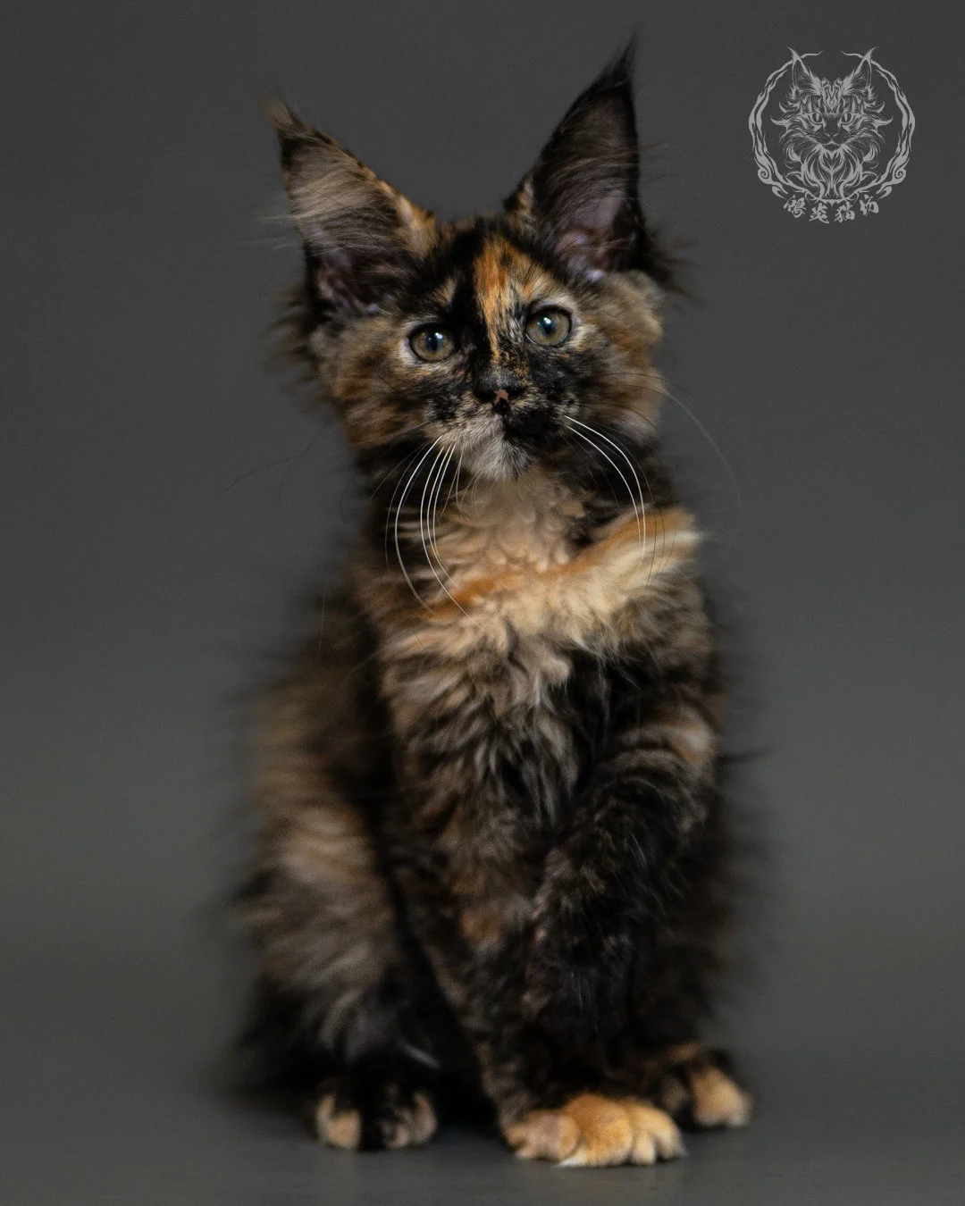 黑玳帽緬因貓 Tortoiseshell Maine Coon 2months Closeup 5