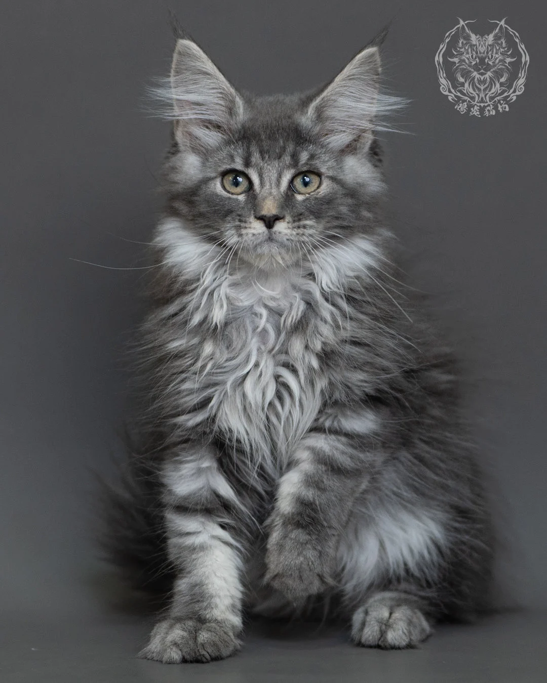 藍銀虎斑緬因貓 Blue Silver Tabby Maine Coon 3months Cattery Taichung 14