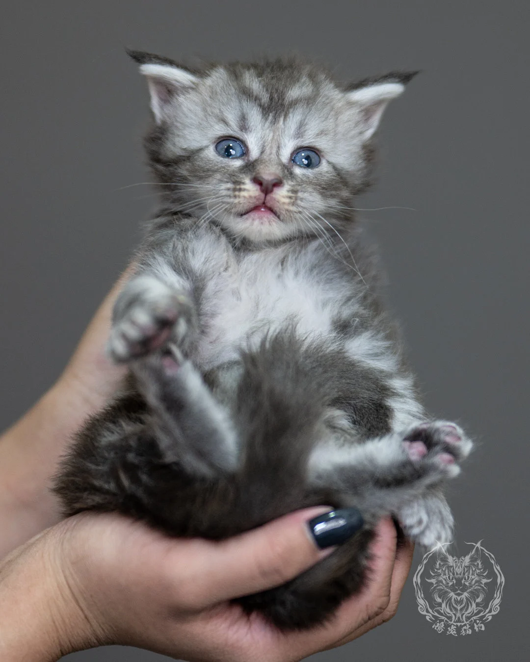 藍銀虎斑緬因貓 Blue Silver Tabby Maine Coon 4weeks Holding 2