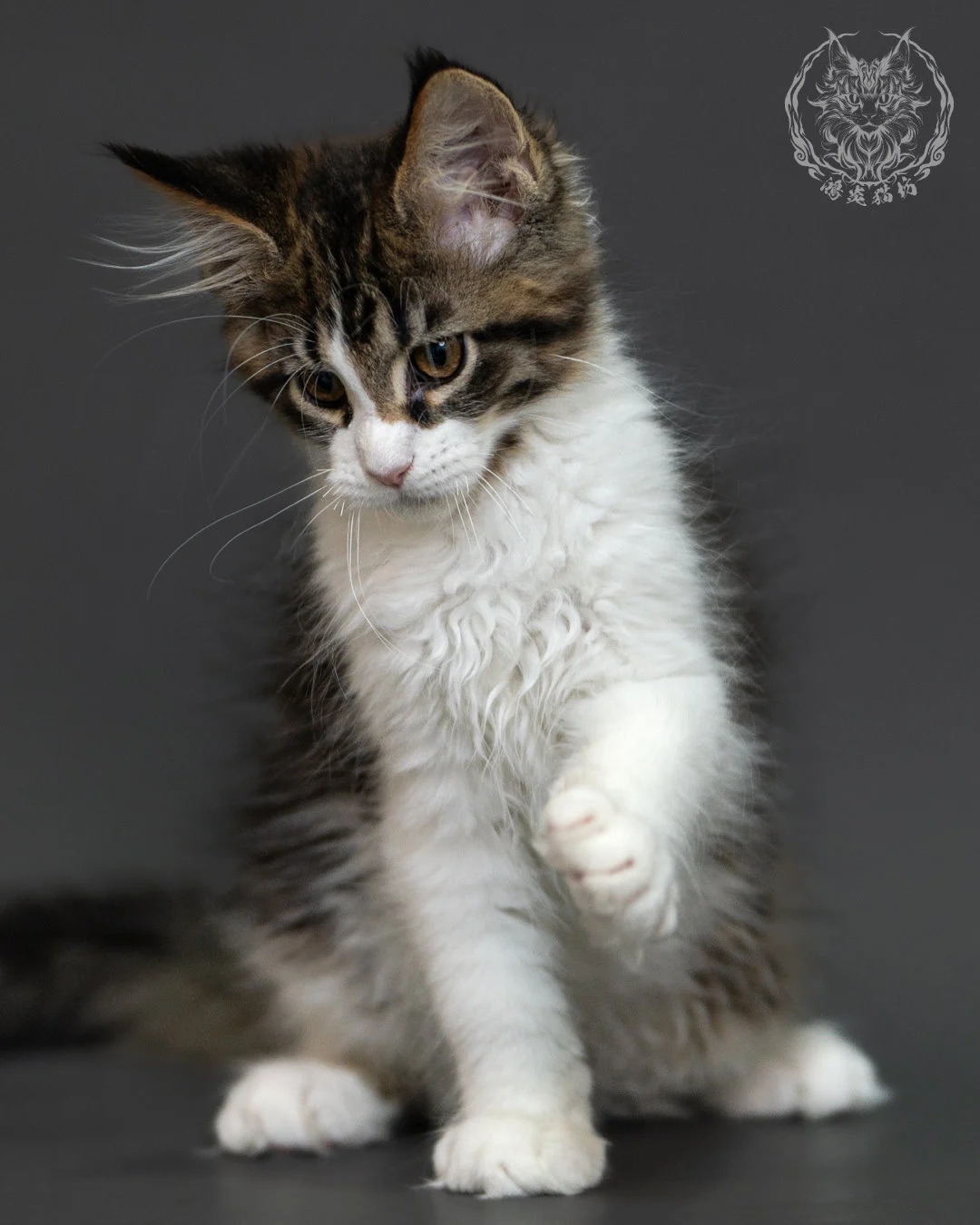 棕虎斑緬因貓 3個月紀錄 Brown Tabby Maine Coon Kitten 3months 5