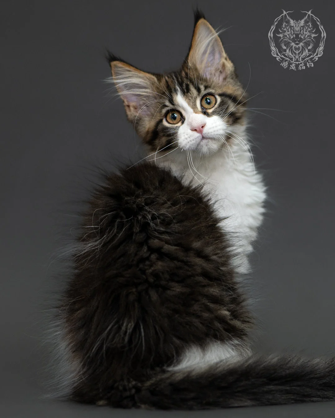 棕虎斑緬因貓 3個月紀錄 Brown Tabby Maine Coon Kitten 3months 12
