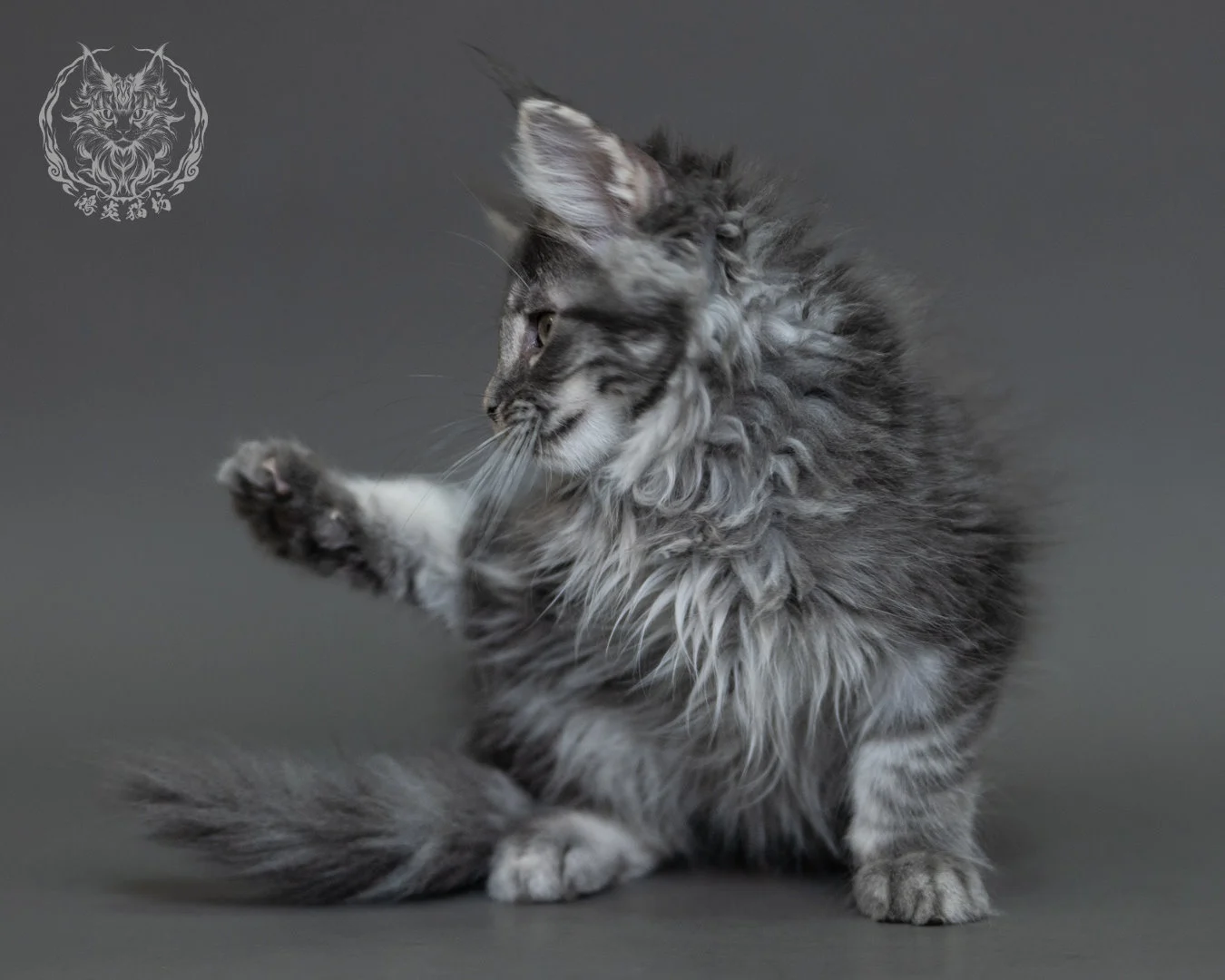 藍銀虎斑緬因貓 Blue Silver Tabby Maine Coon 3months Cattery Taichung 18