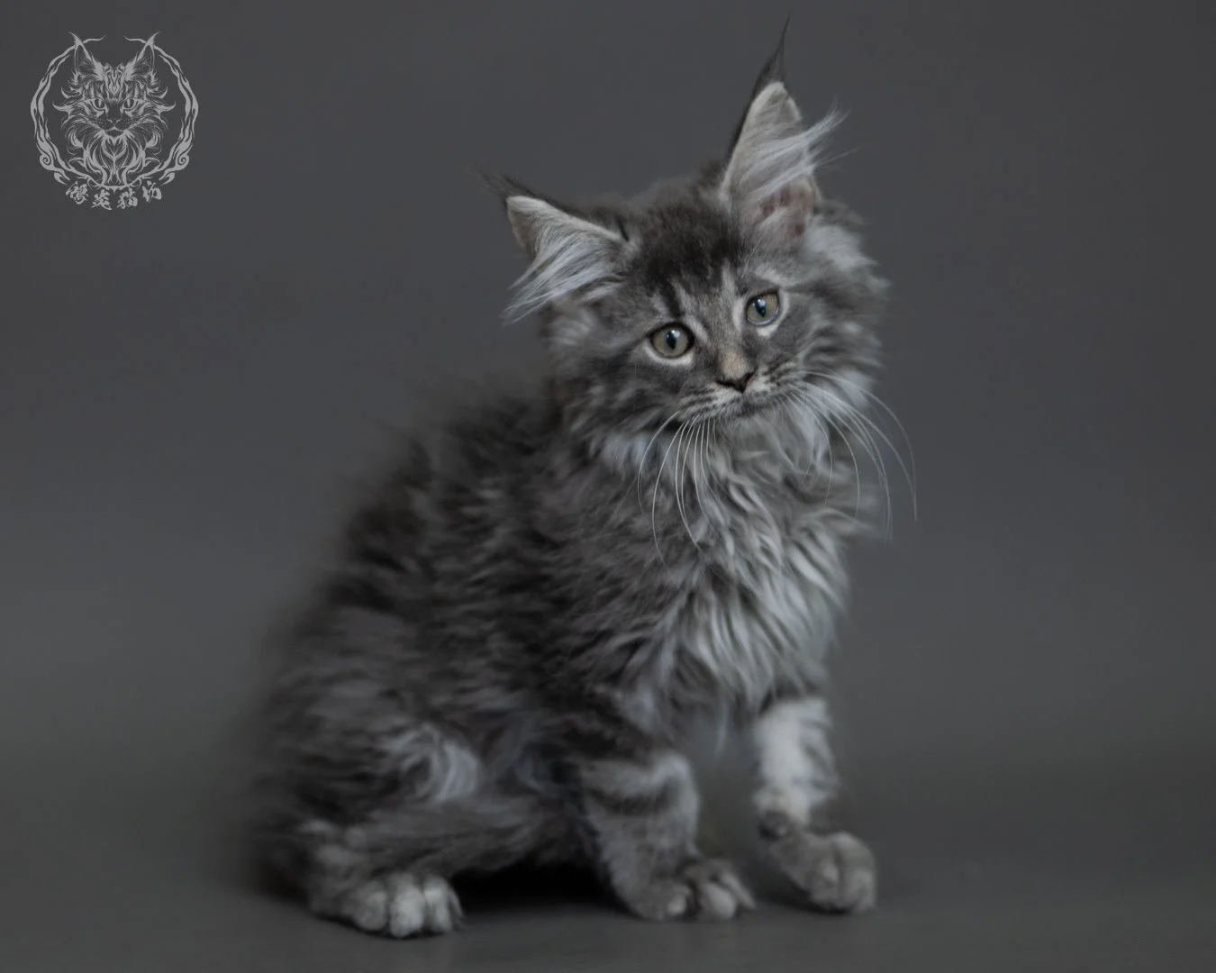 藍銀虎斑緬因貓 Blue Silver Tabby Maine Coon 3months Cattery Taichung 20