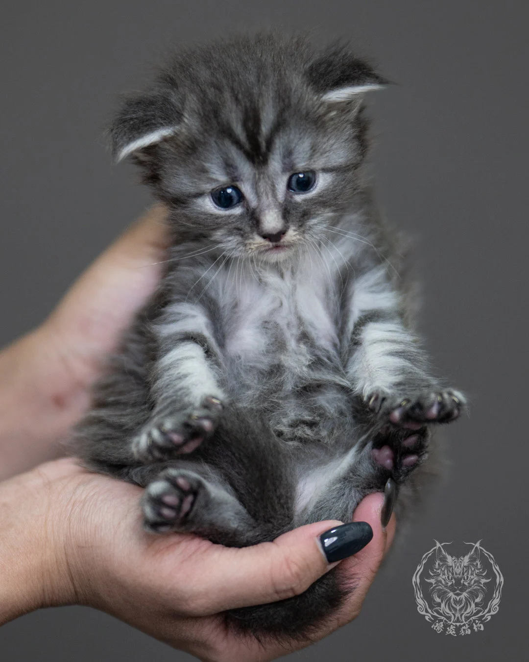 藍銀虎斑緬因貓 Blue Silver Tabby Maine Coon 4weeks Holding 6