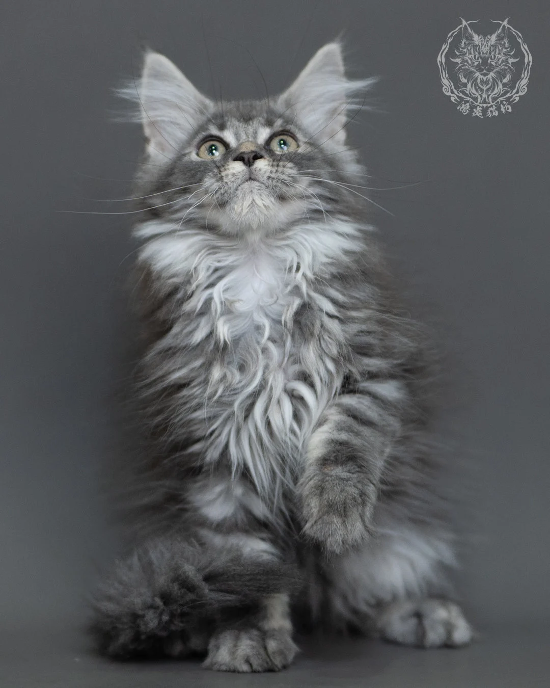 藍銀虎斑緬因貓 Blue Silver Tabby Maine Coon 3months Cattery Taichung 6