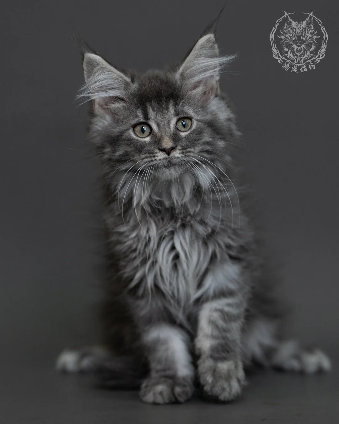 藍銀虎斑緬因貓 Blue Silver Tabby Maine Coon 3months Cattery Taichung 14