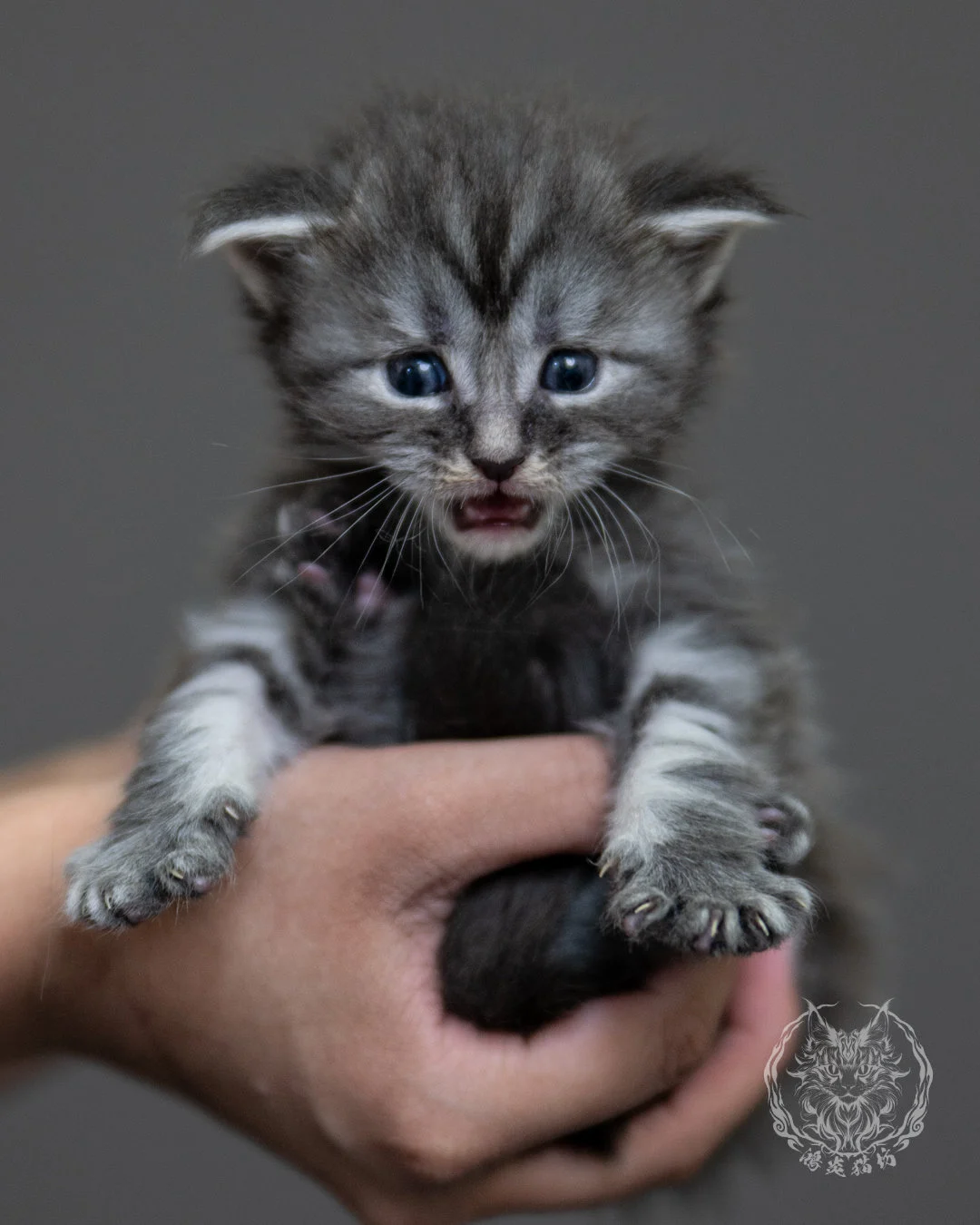 藍銀虎斑緬因貓 Blue Silver Tabby Maine Coon 4weeks Holding 4