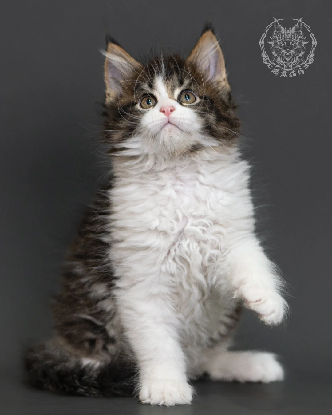 棕虎斑緬因貓 Brown Tabby Maine Coon 2months Cattery Taichung 9