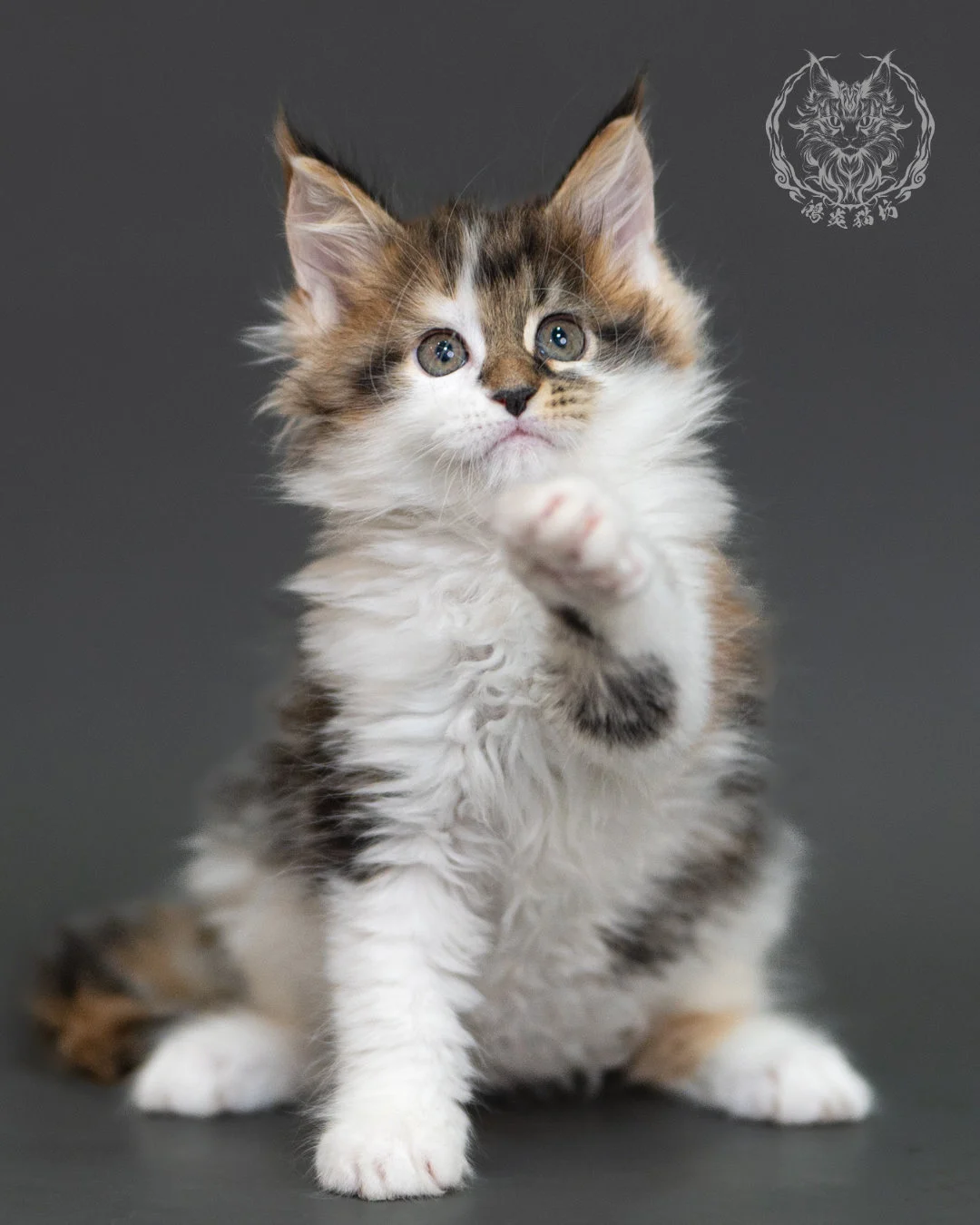 棕虎斑緬因貓(三花) Brown Tabby Calico Maine Coon 2months Cattery Taichung 5