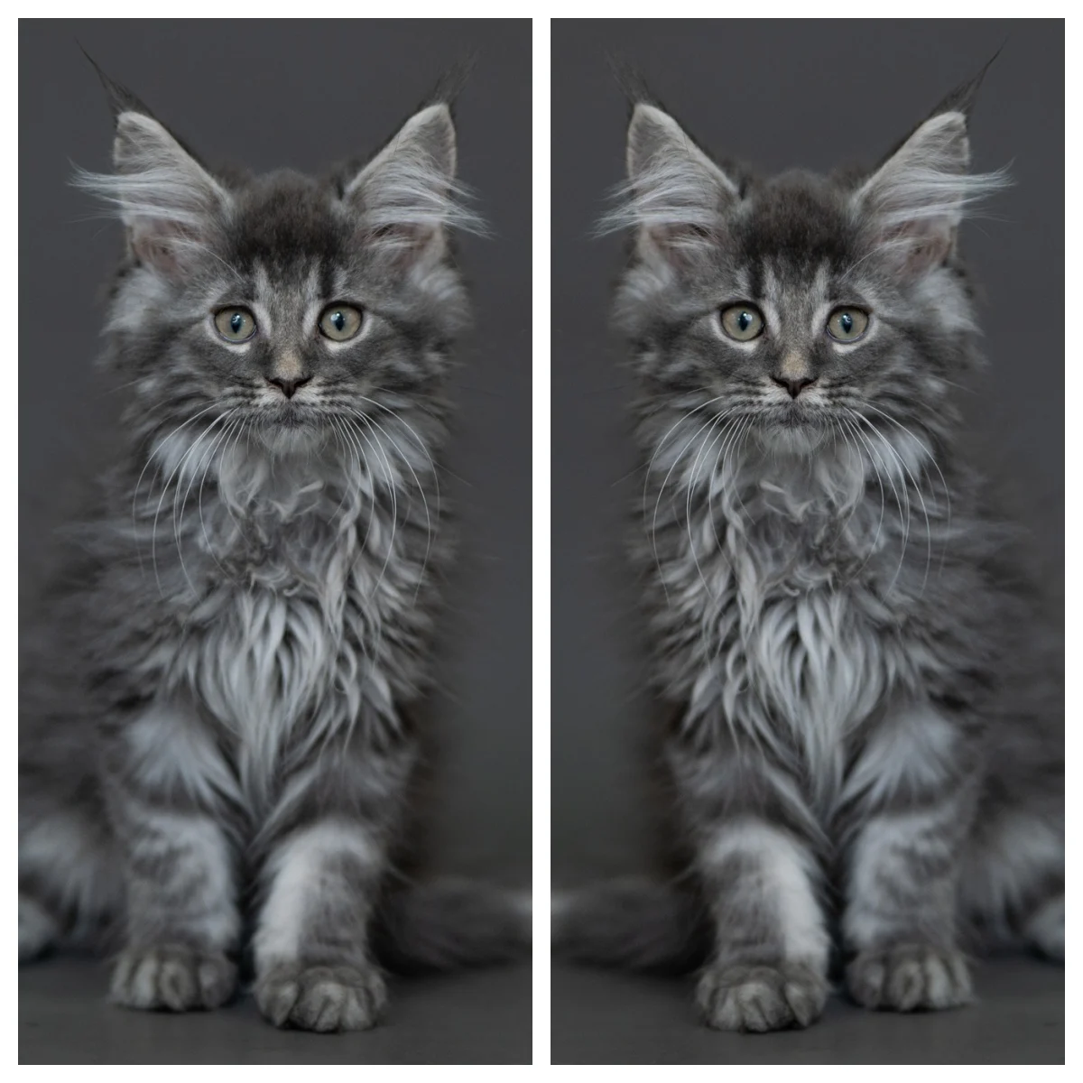 藍銀虎斑緬因貓