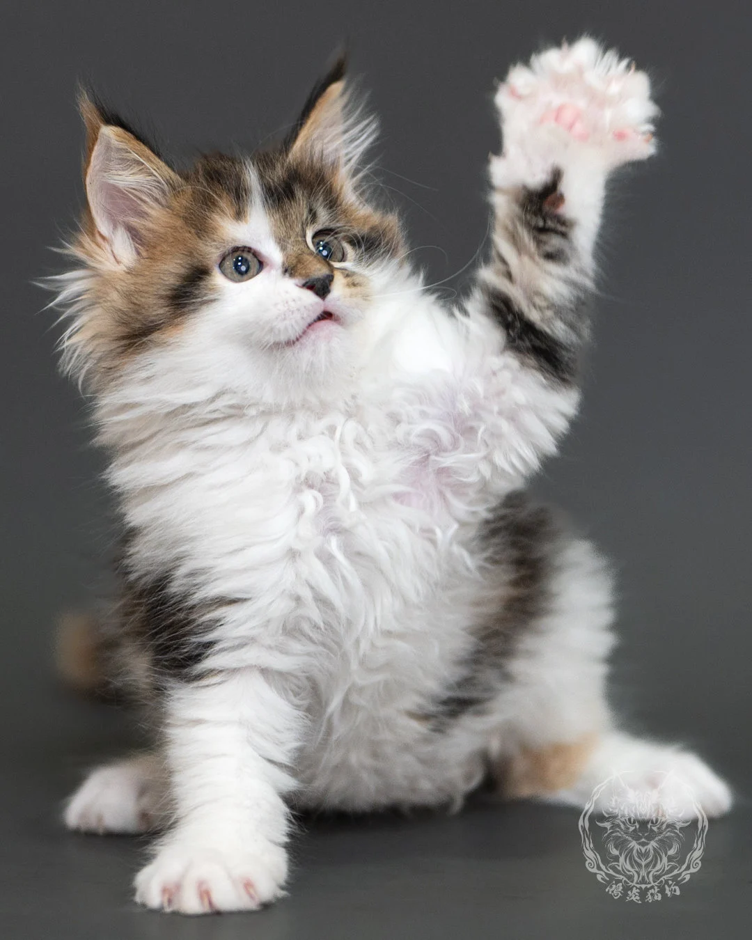 棕虎斑緬因貓(三花) Brown Tabby Calico Maine Coon 2months Cattery Taichung 12