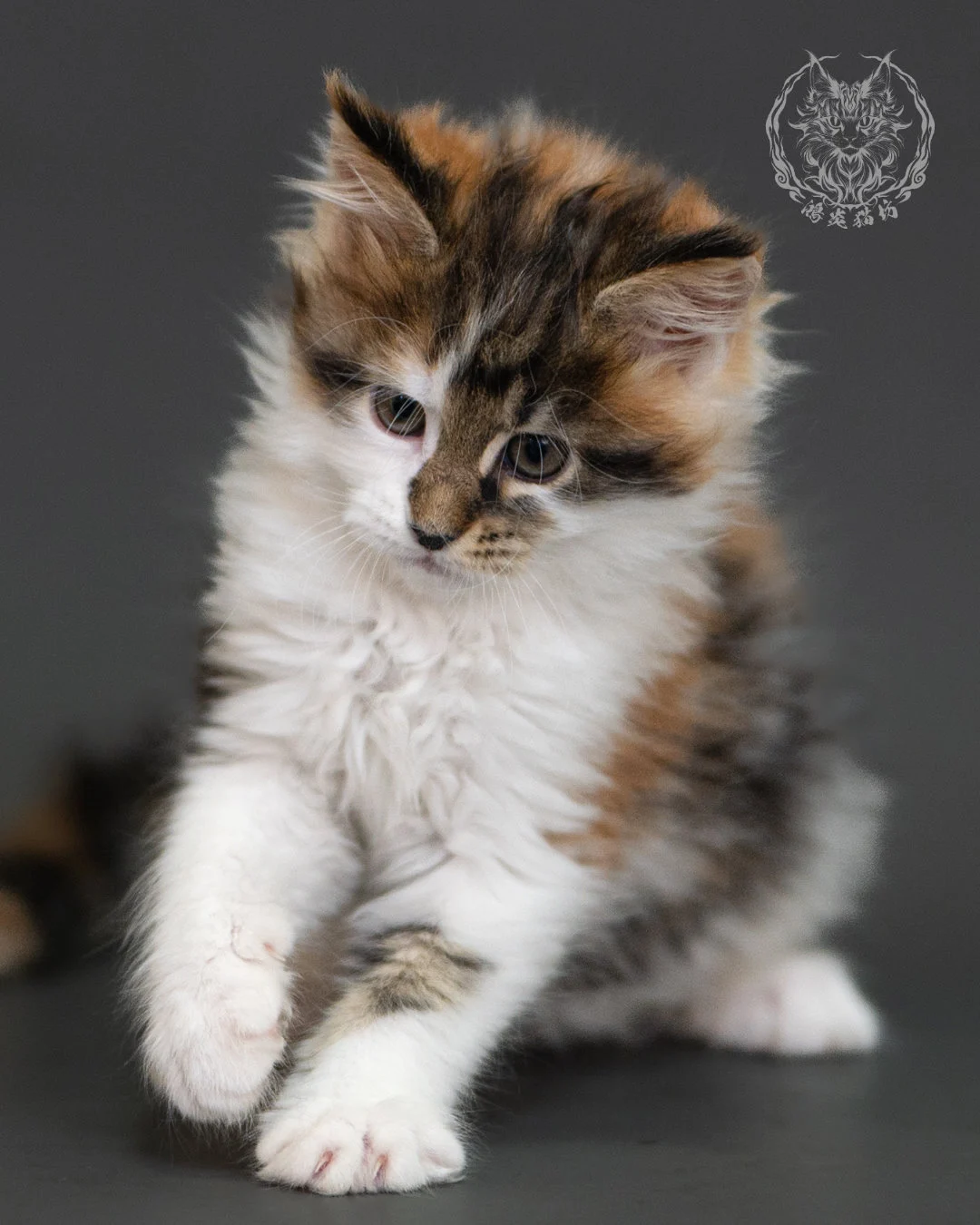 棕虎斑緬因貓(三花) Brown Tabby Calico Maine Coon 2months Cattery Taichung 8