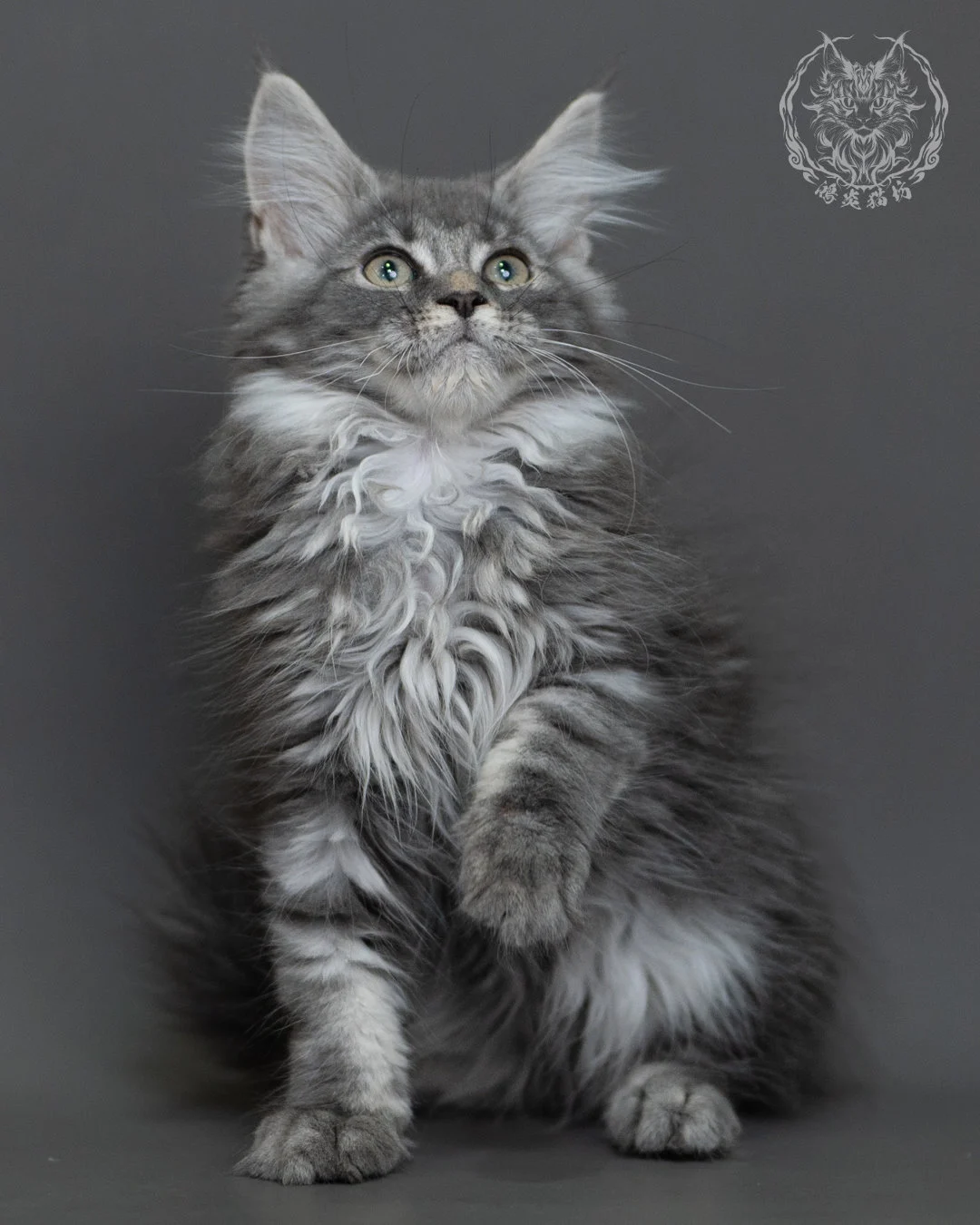 藍銀虎斑緬因貓 Blue Silver Tabby Maine Coon 3months Cattery Taichung 11