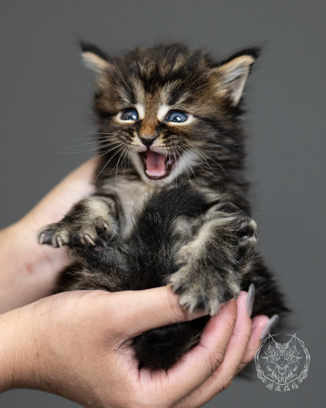 棕虎斑緬因貓 Brown Tabby Maine Coon 4weeks Side 4