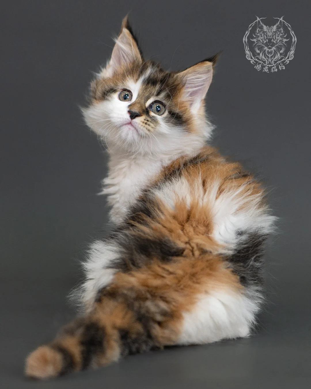 棕虎斑緬因貓(三花) Brown Tabby Calico Maine Coon 2months Cattery Taichung 11