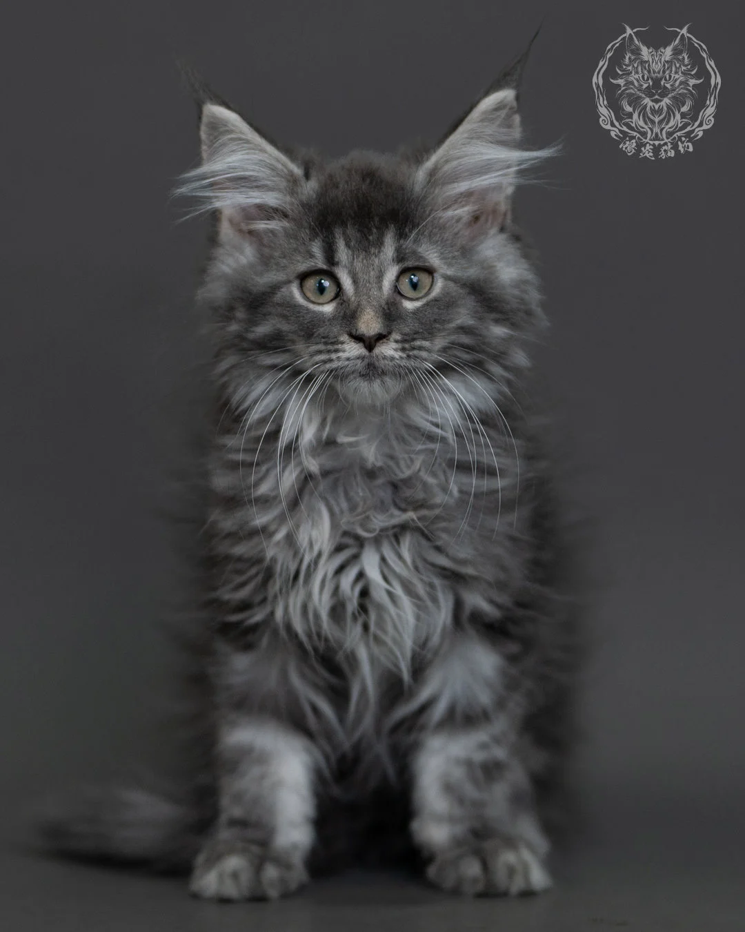藍銀虎斑緬因貓 Blue Silver Tabby Maine Coon 3months Cattery Taichung 2