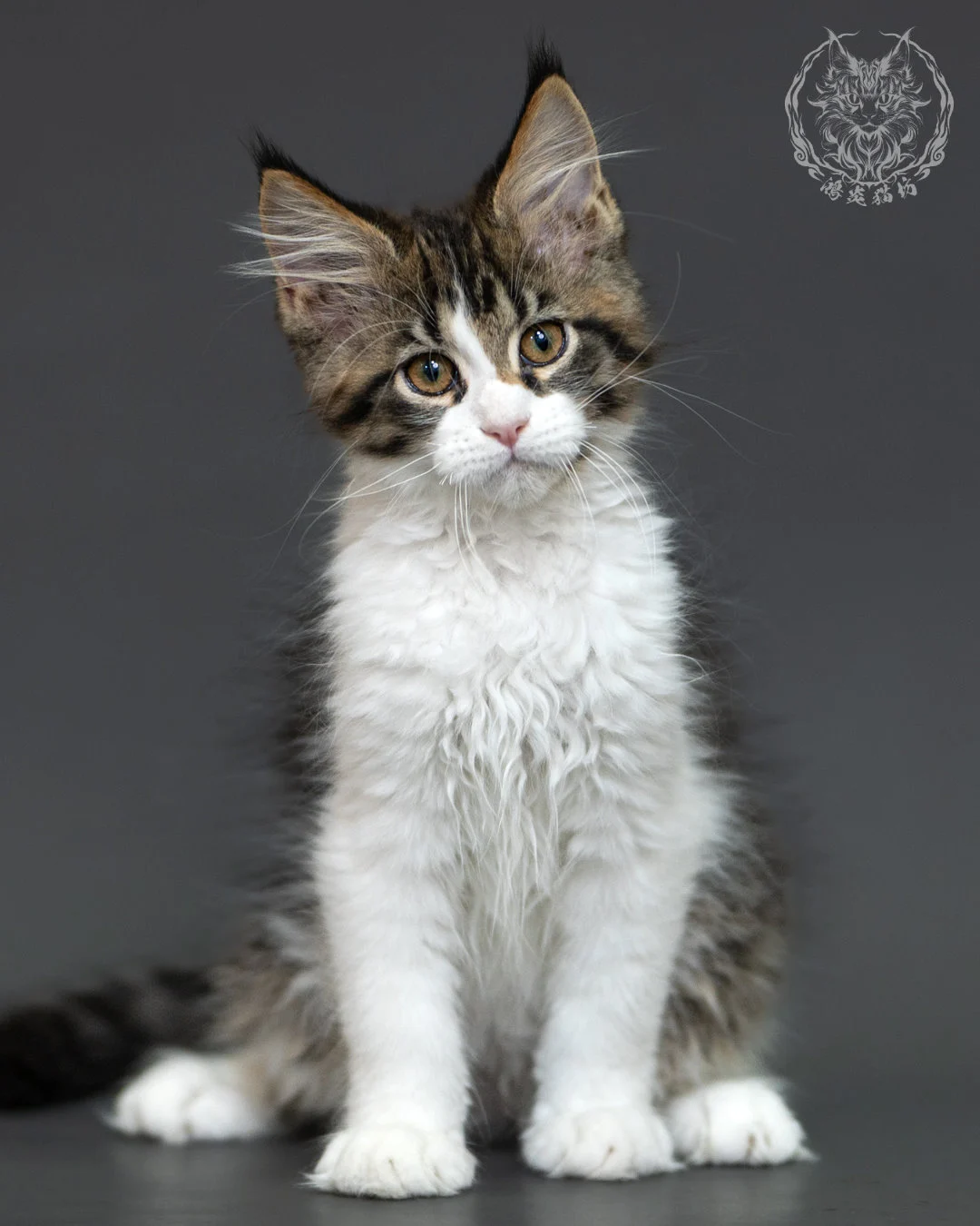 棕虎斑緬因貓 3個月紀錄 Brown Tabby Maine Coon Kitten 3months 14