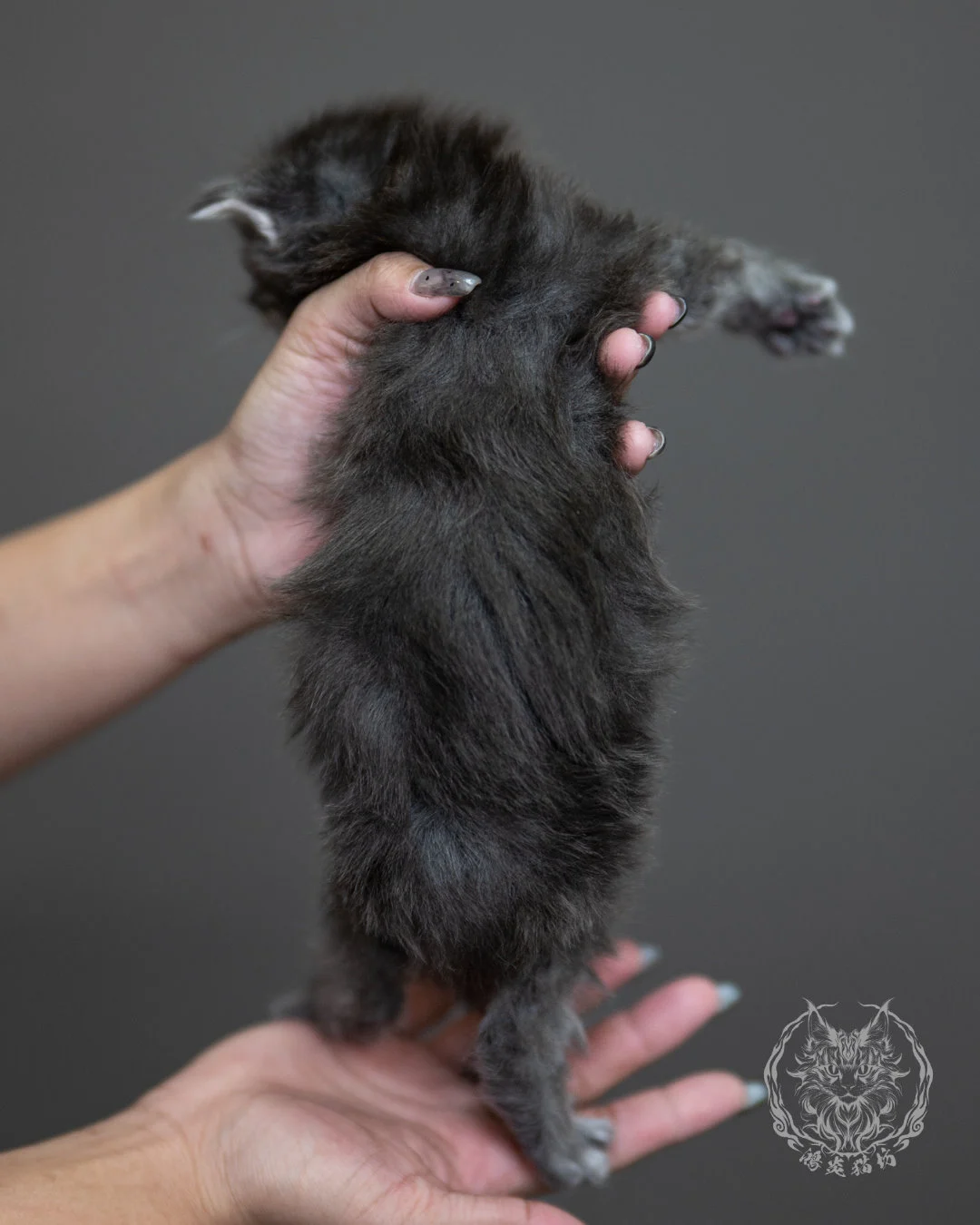藍銀虎斑緬因貓 Blue Silver Tabby Maine Coon 4weeks Holding 13