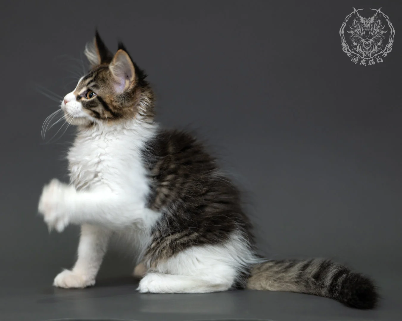 棕虎斑緬因貓 3個月紀錄 Brown Tabby Maine Coon Kitten 3months 18