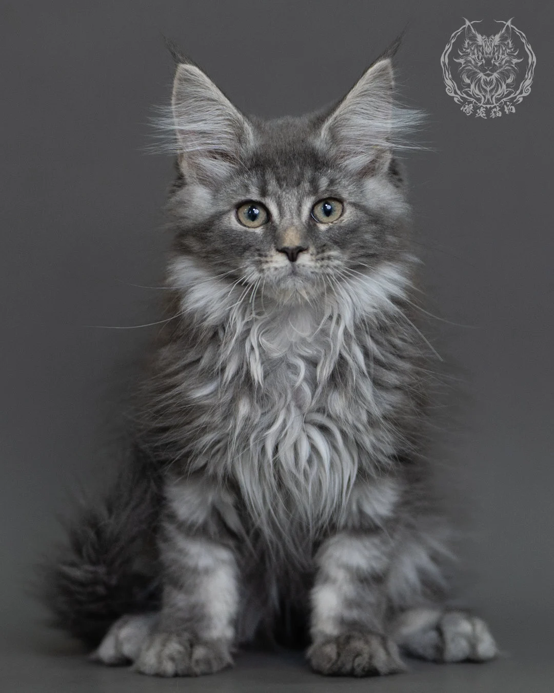 藍銀虎斑緬因貓 Blue Silver Tabby Maine Coon 3months Cattery Taichung 18