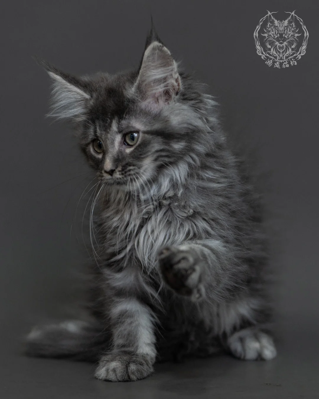 藍銀虎斑緬因貓 Blue Silver Tabby Maine Coon 3months Cattery Taichung 8