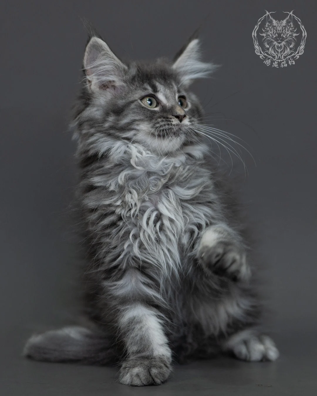 藍銀虎斑緬因貓 Blue Silver Tabby Maine Coon 3months Cattery Taichung 9