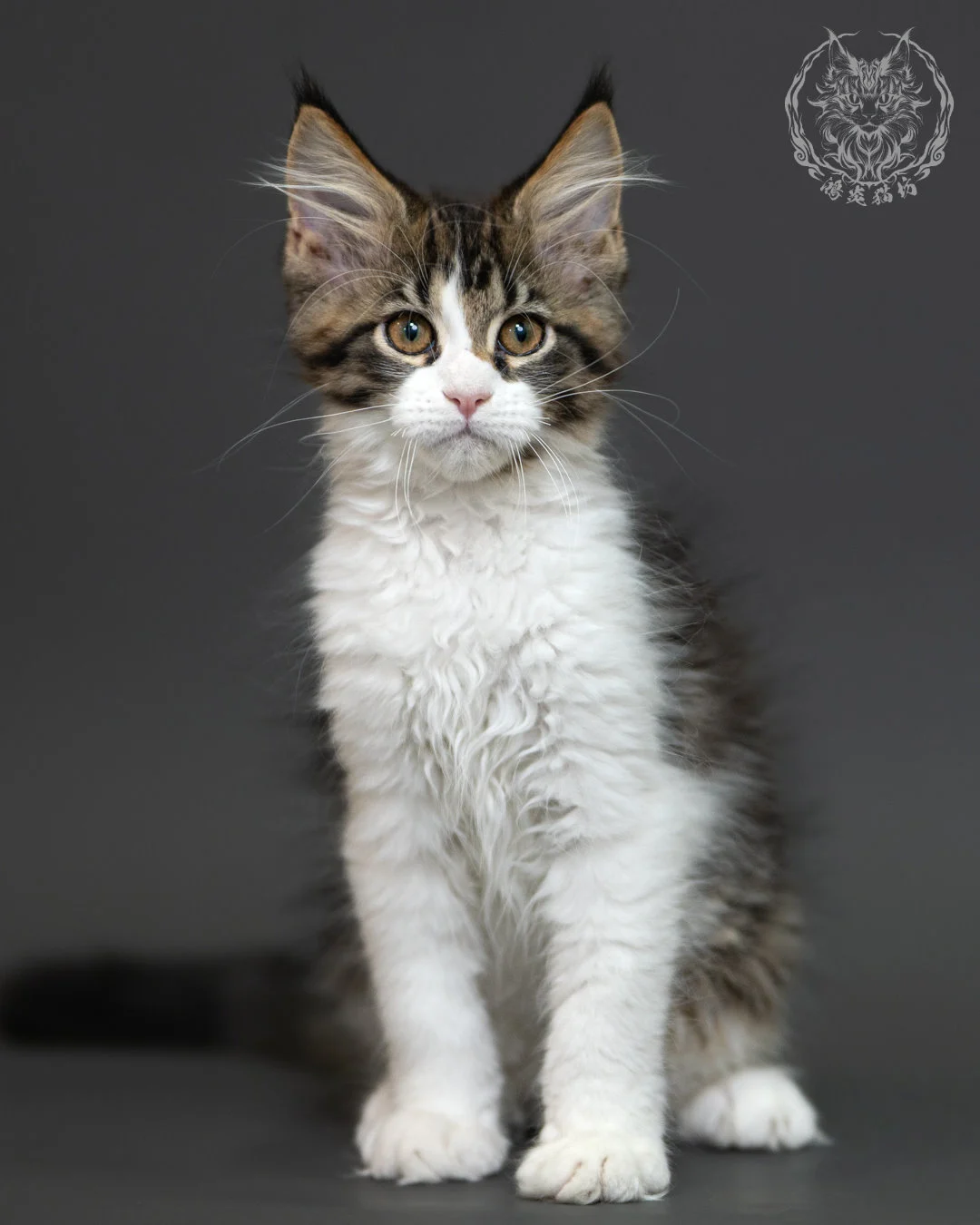 棕虎斑緬因貓 3個月紀錄 Brown Tabby Maine Coon Kitten 3months 6