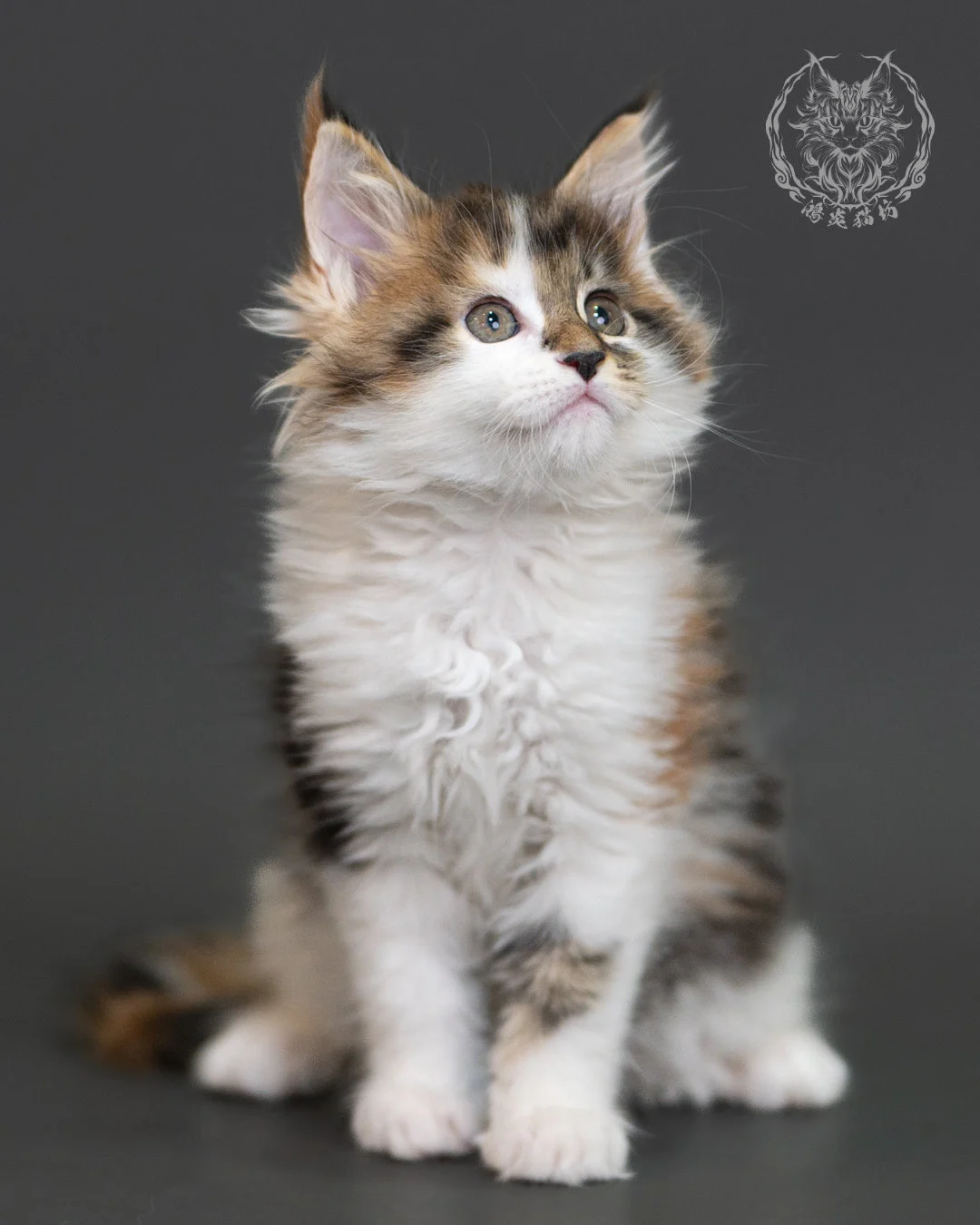 棕虎斑緬因貓(三花) Brown Tabby Calico Maine Coon 2months Cattery Taichung 2