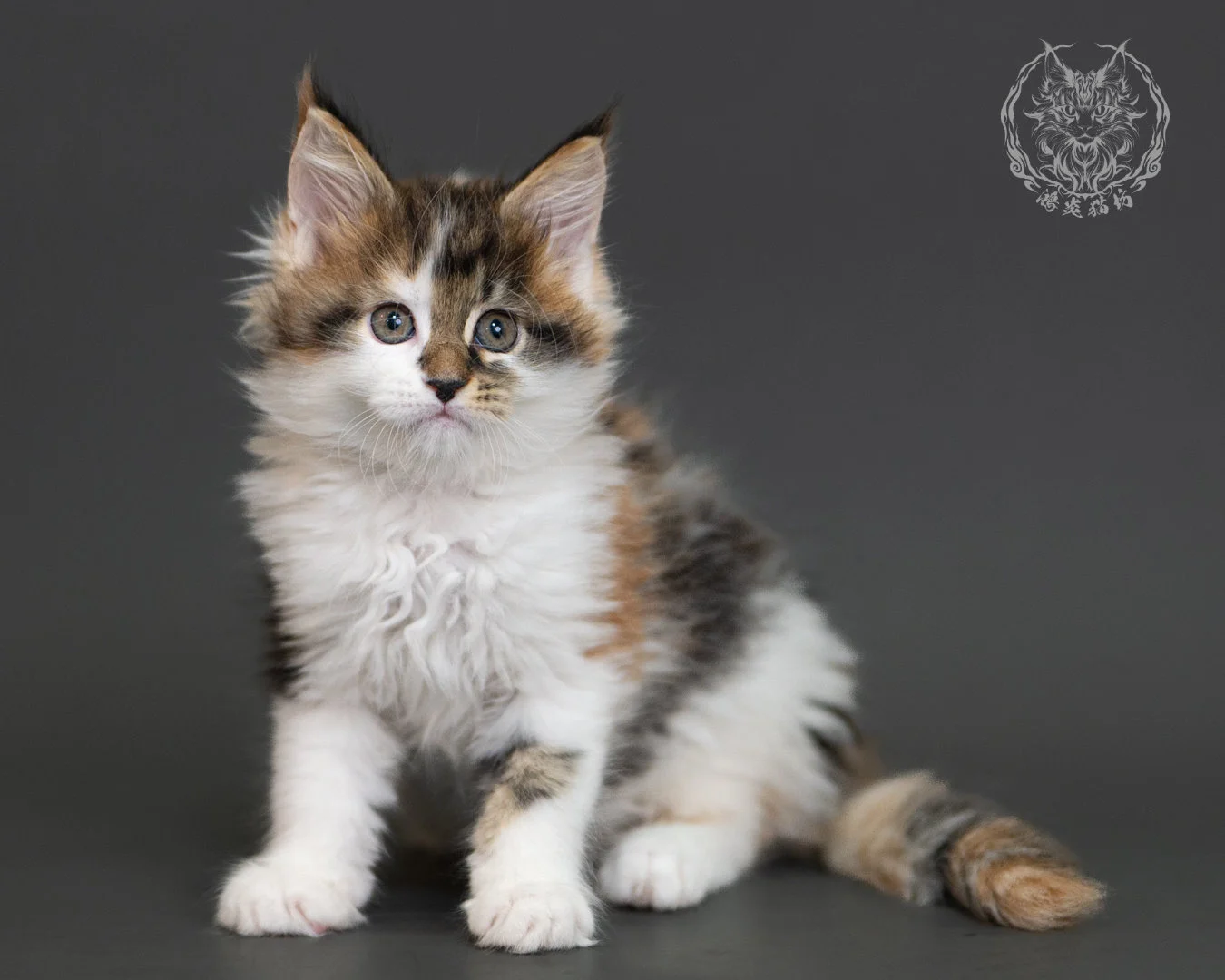 棕虎斑緬因貓(三花) Brown Tabby Calico Maine Coon 2months Cattery Taichung 17